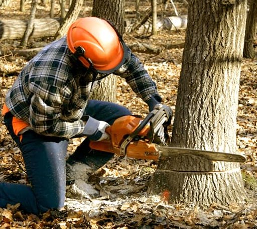 Tree Removal in Gormania, WV